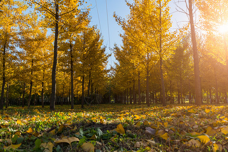 秋天黄色银杏树林叶子高清图片素材