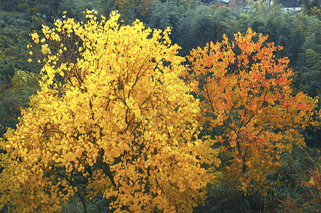姬小菊大明湖的秋季菊花展背景