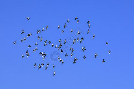 信鸽天空中成群鸽子背景