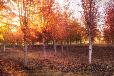 秋天枫树林绚丽高清图片素材