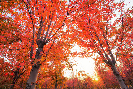 秋天枫树林落叶彩叶芋高清图片