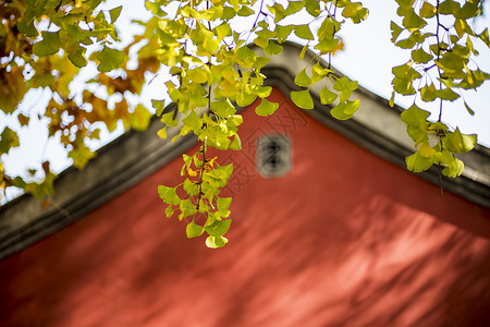 金黄色秋天深秋的红房子背景