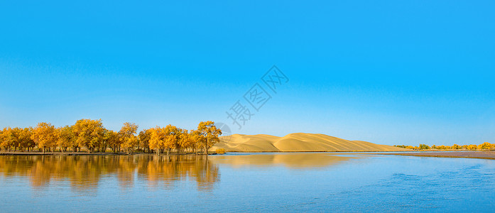 唯美的秋景水上胡杨与沙漠背景