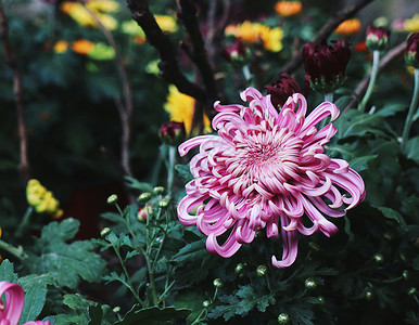 紫色秋水仙紫色菊花秋菊背景