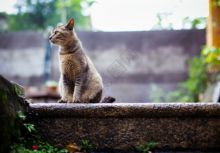 素材贪吃猫鼓浪屿老宅里的猫背景