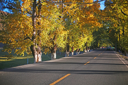 稻城亚丁秋天的公路背景图片