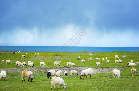 牧羊者草原背景