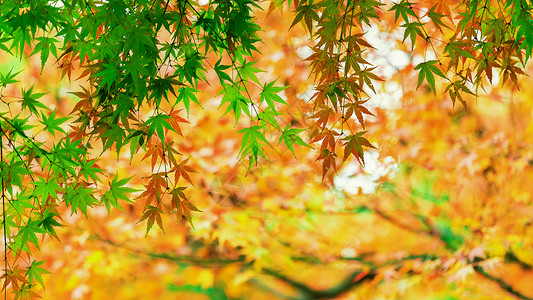 秋天的枫叶初秋的叶高清图片