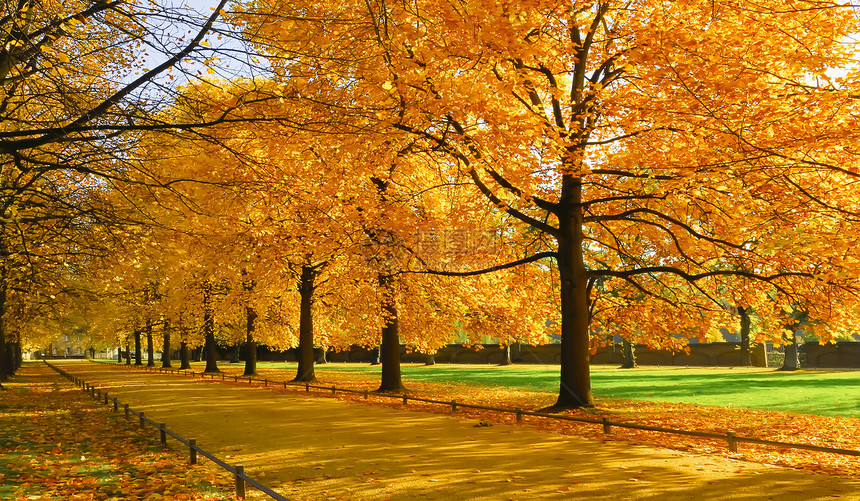 秋季枫树林