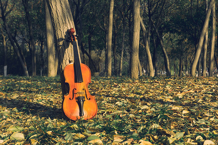深秋落叶树林中的小提琴背景