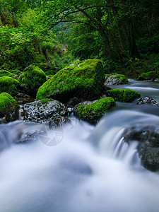 山谷里的青苔溪水图片