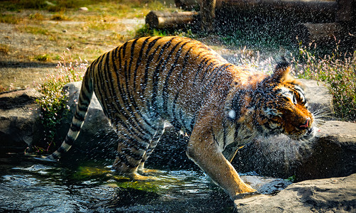 八达岭野生动物园老虎戏水背景