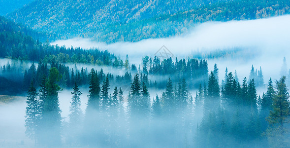 卡通树木云雾罩山林背景