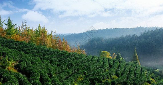 美图发型素材茶园背景