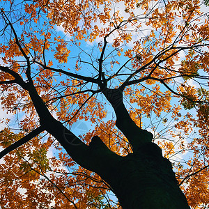 黄色的秋天秋风萧瑟图片素材