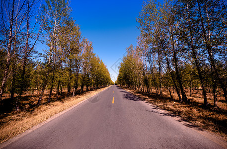 笔直的线条胡杨林茵路背景