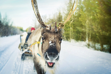 卡通圣诞老人芬兰罗瓦涅米圣诞老人村驯鹿雪橇背景