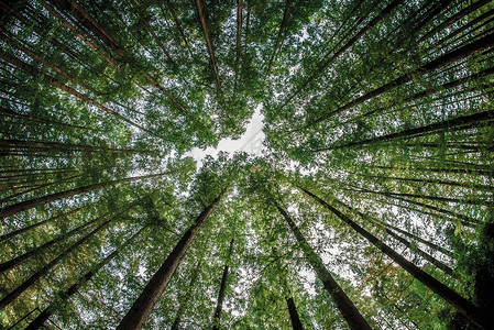 高大的杉树放射性的高清图片