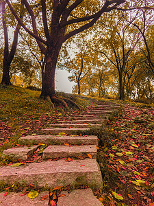 秋天的树林立秋高清图片素材