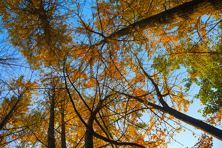 仰望树木仰望蓝天下的银杏林金色树林背景