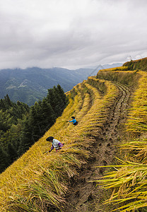 天梯芒种时节农民收水稻背景