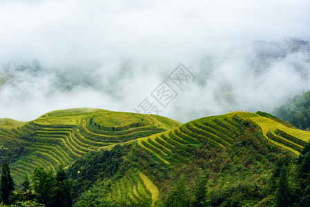 云雾中的梯田风光背景图片