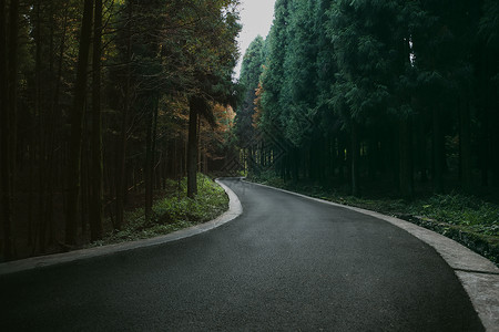 神秘森林里的路高清图片