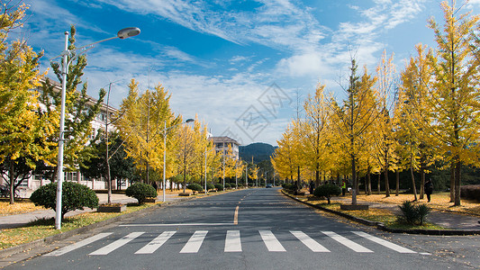 纯粹秋天的银杏大道背景