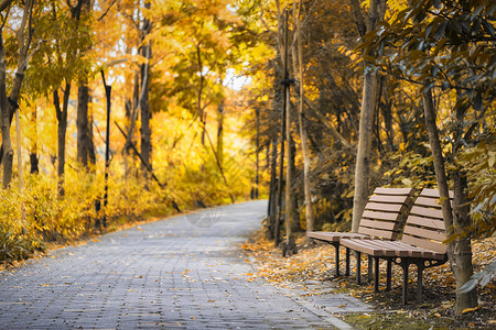 公园躺椅秋天的躺椅背景