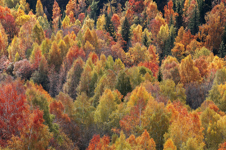 新疆禾木秋色红叶黄叶高清图片