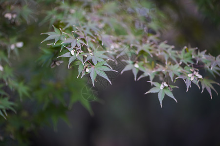 中国风的红枫树叶背景图片