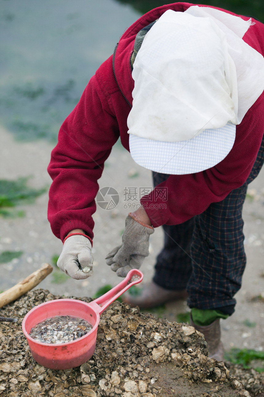 渔民在海边挖掘贝壳图片