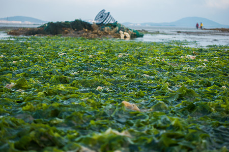 海洋海鲜鲜美的海产品背景