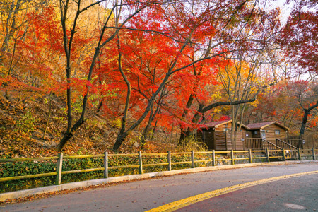 韩国N首尔塔韩国首尔秋天的枫叶公园和公路背景