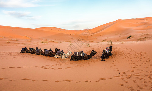 撒哈拉沙漠骆驼高清图片