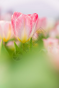 春天惠元素唯美梦幻的粉色花卉背景