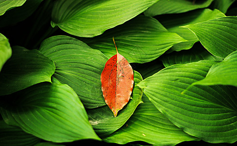 绿色植物上的一片红叶背景图片