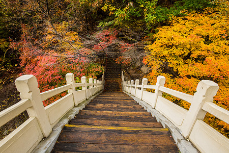 桥头栏杆田沟桥国家森林公园桥头灿烂的枫叶背景