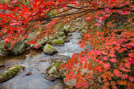 深秋灿烂的红叶与溪水背景图片