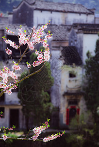 春天皖南古村桃花盛开背景