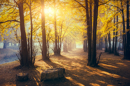 银杏林之晨秋天黄色的树高清图片