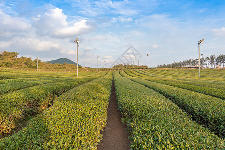 韩国济州岛茶园图片