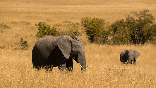 大象背景非洲肯尼亚马赛马拉的大象母子背景
