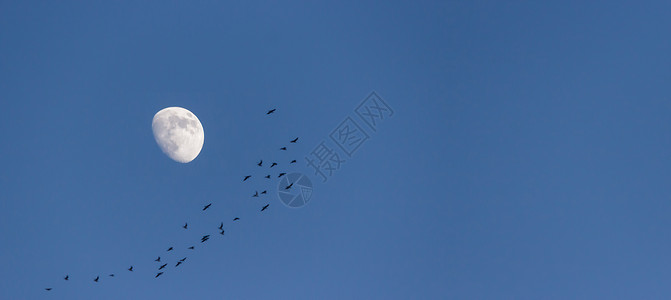 明月与大雁白鹭白露鸟高清图片