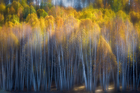 北疆秋色秋天的白桦林高清图片