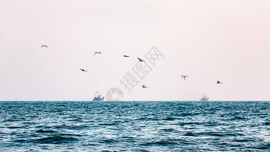 夕阳下的海边美景和海鸟高清图片