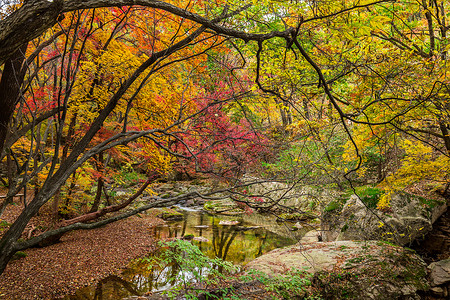 天桥沟国家森林公园秋色植物高清图片素材