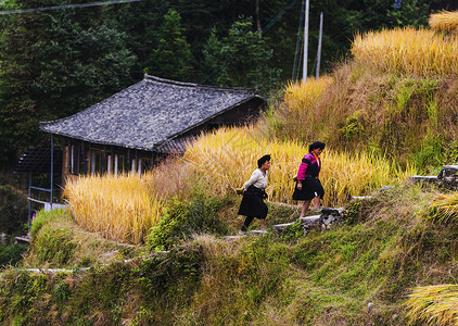 和谐乡村秋收季节背景