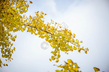 秋天的枝叶背景