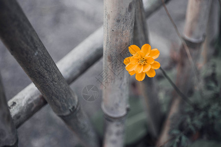 秋菊栏杆花卉高清图片